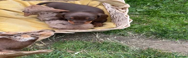 Miniature Dachshund 4