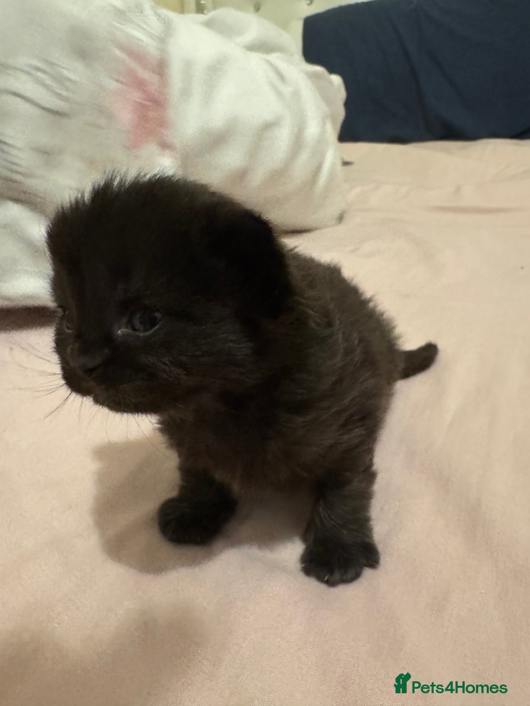 Siamese cats for sale: ‏L5 3QQ - Advert 3