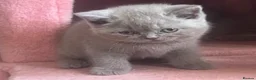 British Shorthair cats for sale: British shorthair kittens for sale - Advert 5