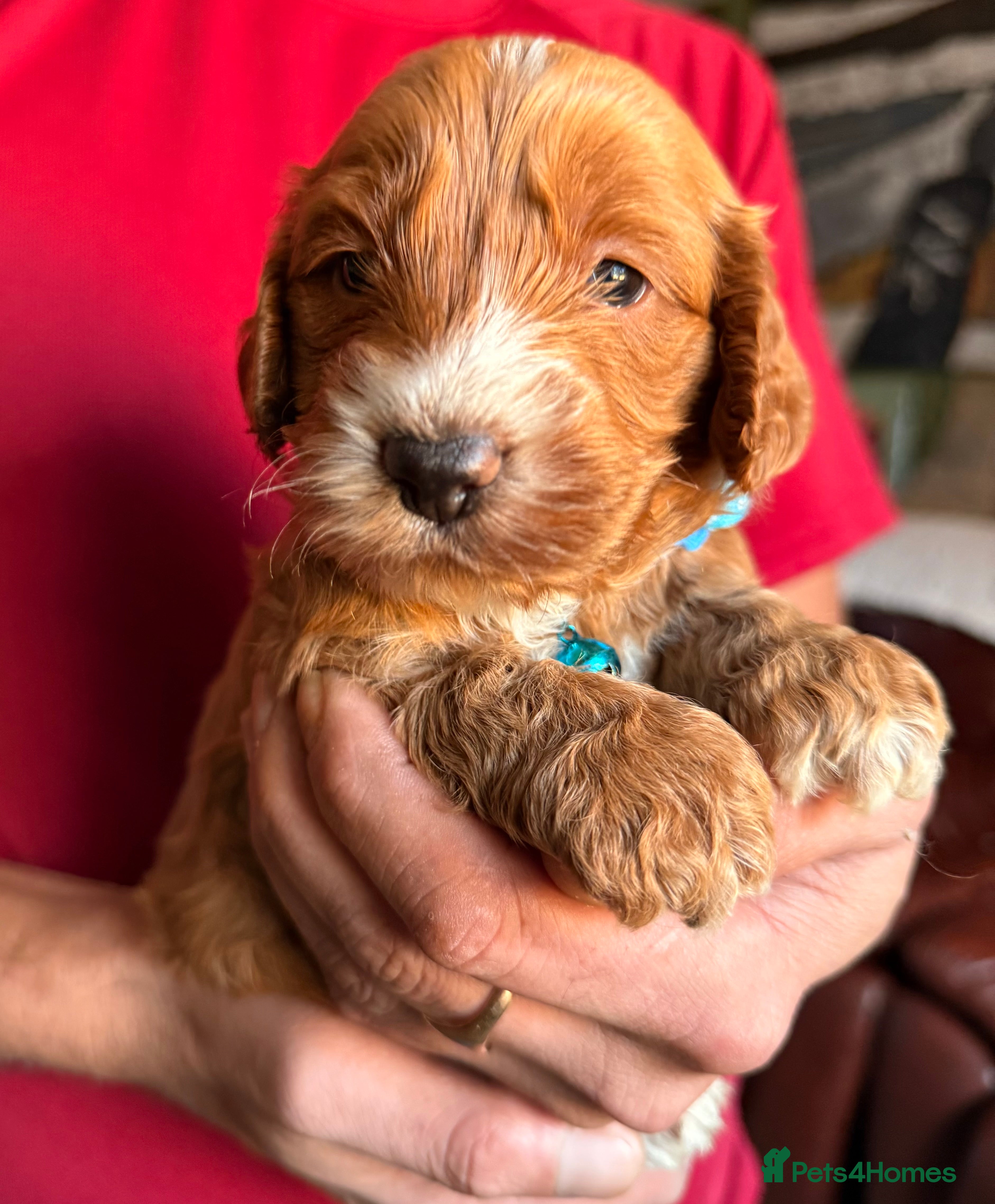 Cockapoo dogs Charming Mini Toy Cockerpoo puppies Boys 💙 - Advert 15