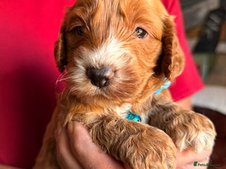 Cockapoo dogs Charming Mini Toy Cockerpoo puppies Boys 💙 - Advert 18