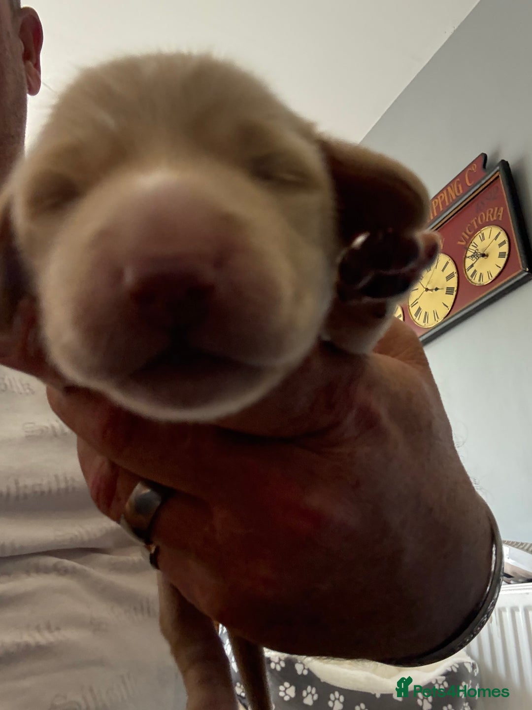 Miniature Dachshund dogs for sale: 5 SCRUMPTIOUS long hair mini Dachshunds  - Image 6