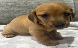Miniature Dachshund dogs for sale: Beautiful KC Reg Miniature Dachshund Puppies - Image 10