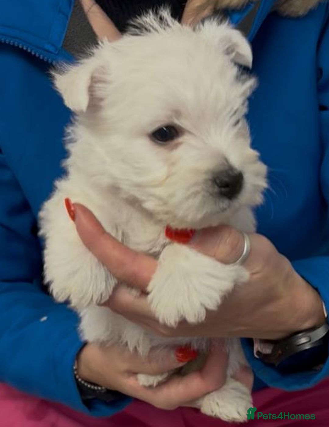West Highland Terrier dogs for sale: Westdrew Westies - 5 star licensed breeder - Advert 1