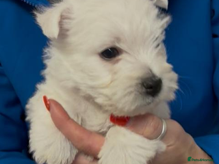 West Highland Terrier dogs Westdrew Westies - 5 star licensed breeder - Advert 6