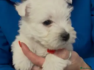 West Highland Terrier dogs Westdrew Westies - 5 star licensed breeder - Advert 1