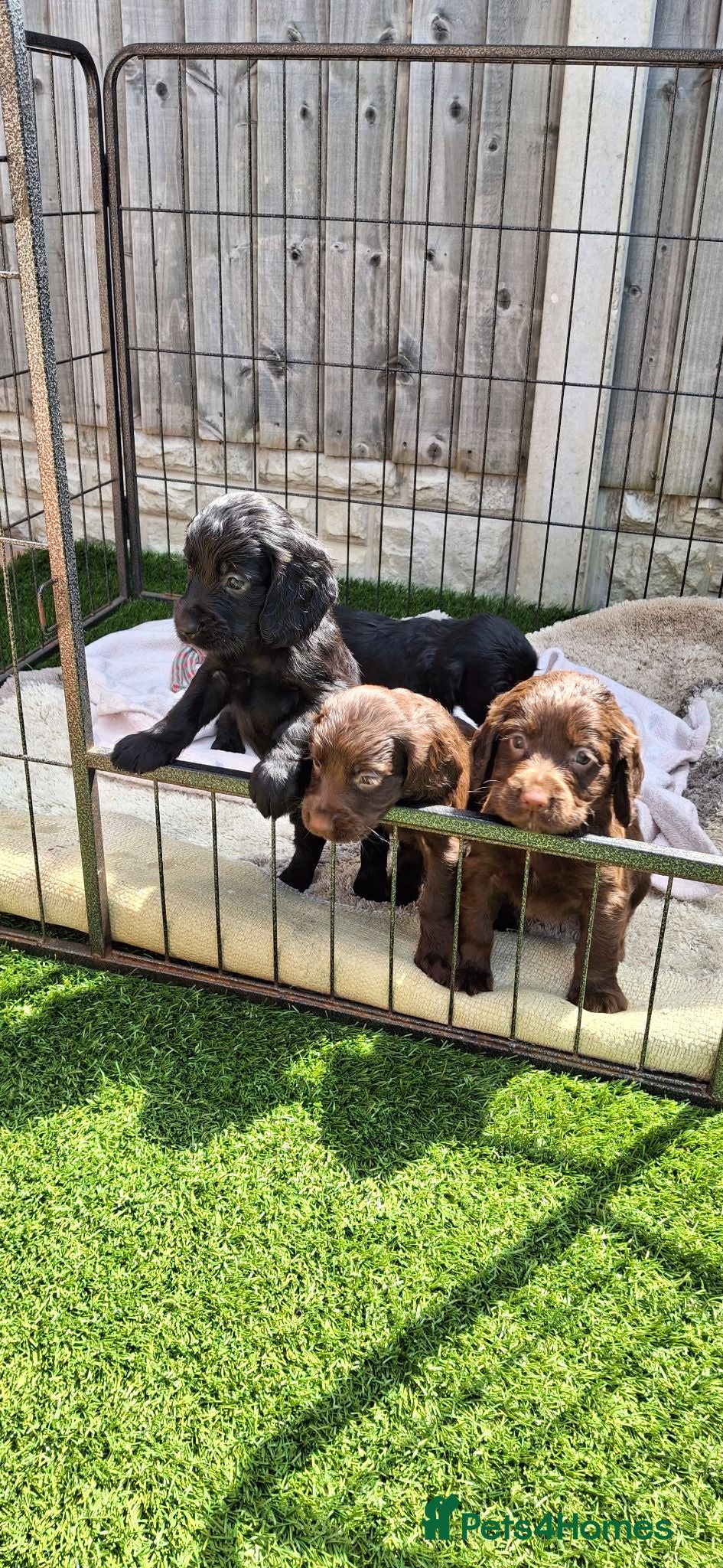 Cocker Spaniel dogs KC working Cocker puppies  - Advert 2