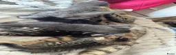 Mixed Breed cats for sale: Lovely fluffy kitten's  in Oxford - Advert 11