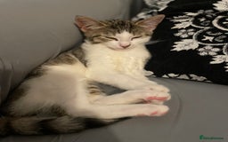 Mixed Breed cats for sale: 7 weeks kittens - Image 6