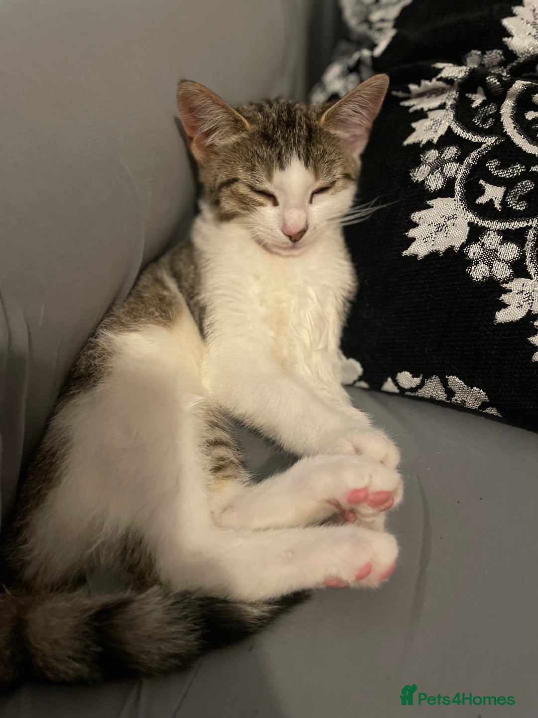 Mixed Breed cats for sale: 7 weeks kittens - Image 6