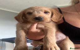 Mixed Breed dogs for sale: 2 males pups looking for a loving home  - Image 2