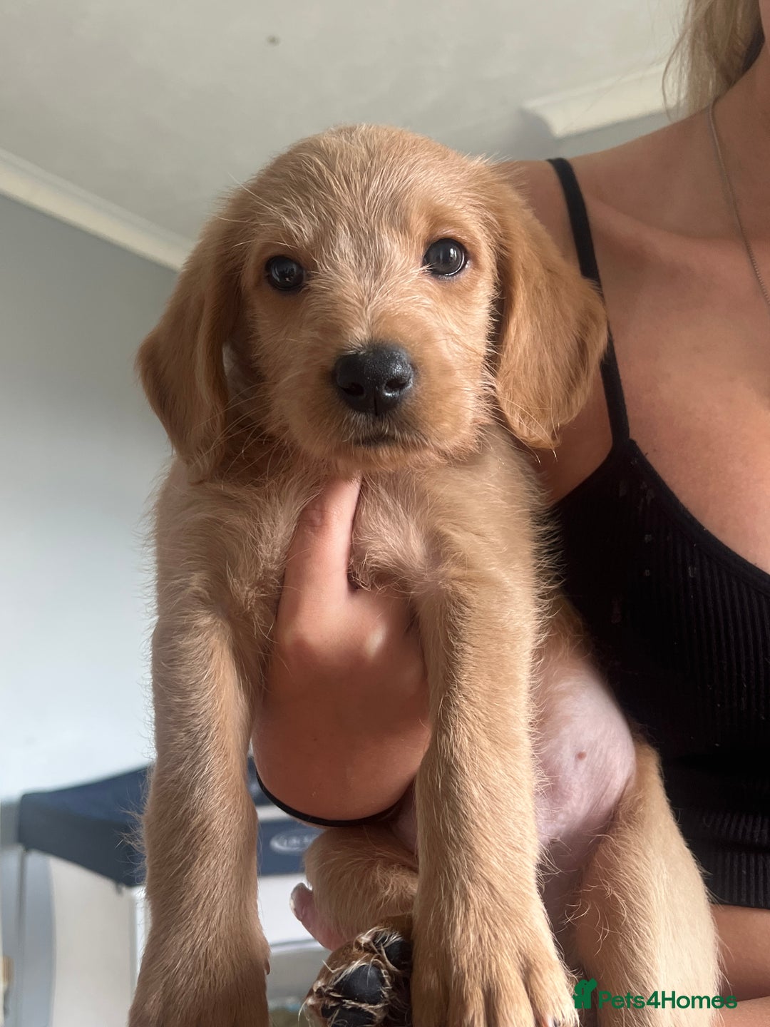 Mixed Breed dogs for sale: 2 males pups looking for a loving home  - Image 2