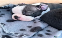 Boston Terrier dogs for sale: Beautiful Chunky KC Boston Terrier Puppies - Image 9