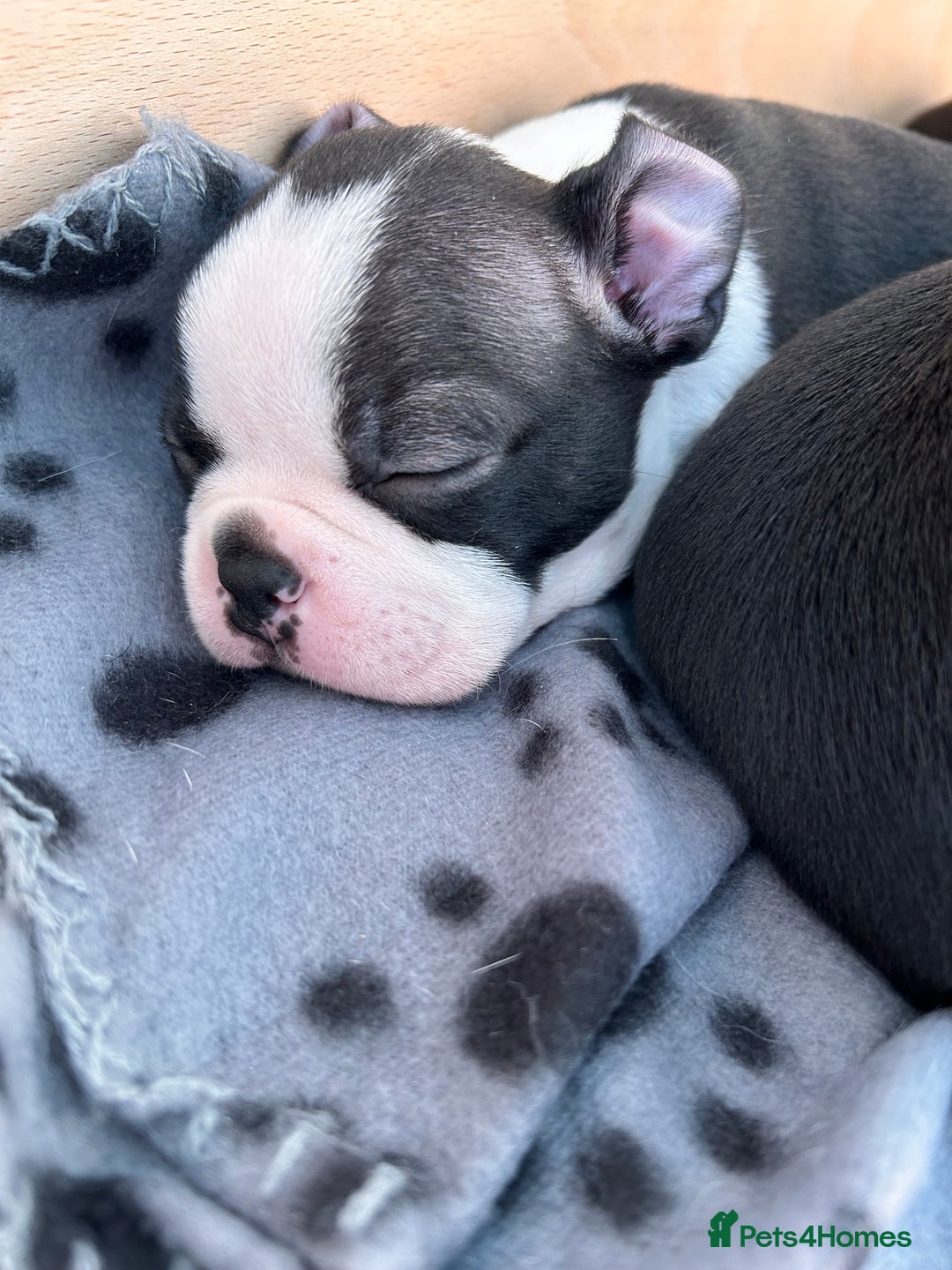 Boston Terrier dogs for sale: Beautiful Chunky KC Boston Terrier Puppies - Image 9