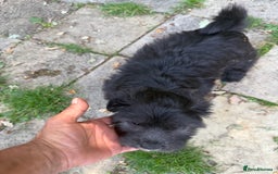 Glen of Imaal Terrier dogs for sale: Rare and beautiful  - Image 22