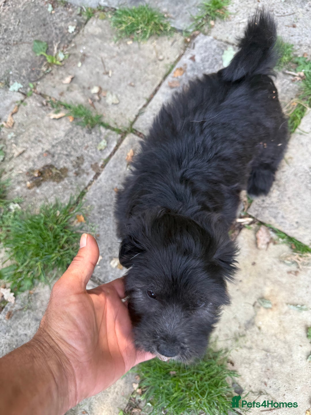 Glen of Imaal Terrier dogs for sale: Rare and beautiful  - Image 22