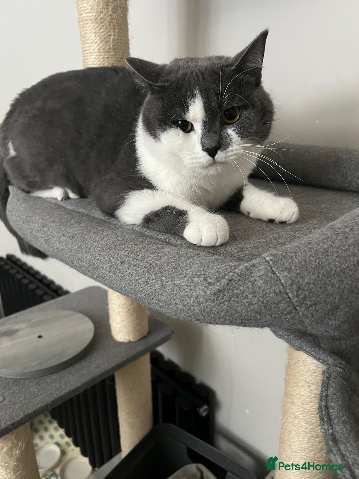 Mixed Breed cats British shorthair  - Advert 1