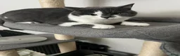 Mixed Breed cats for sale: British shorthair  - Advert 1