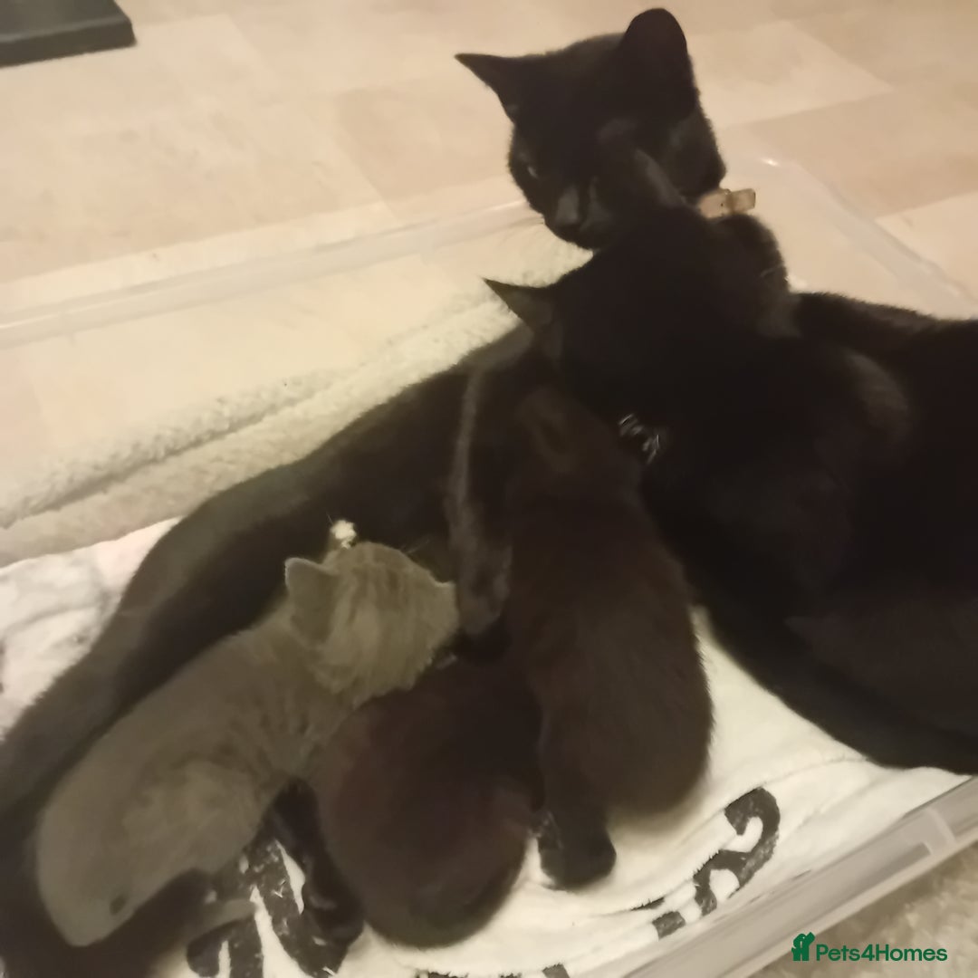 Mixed Breed cats for sale: Two beautiful kittens needing a forever home - Advert 3