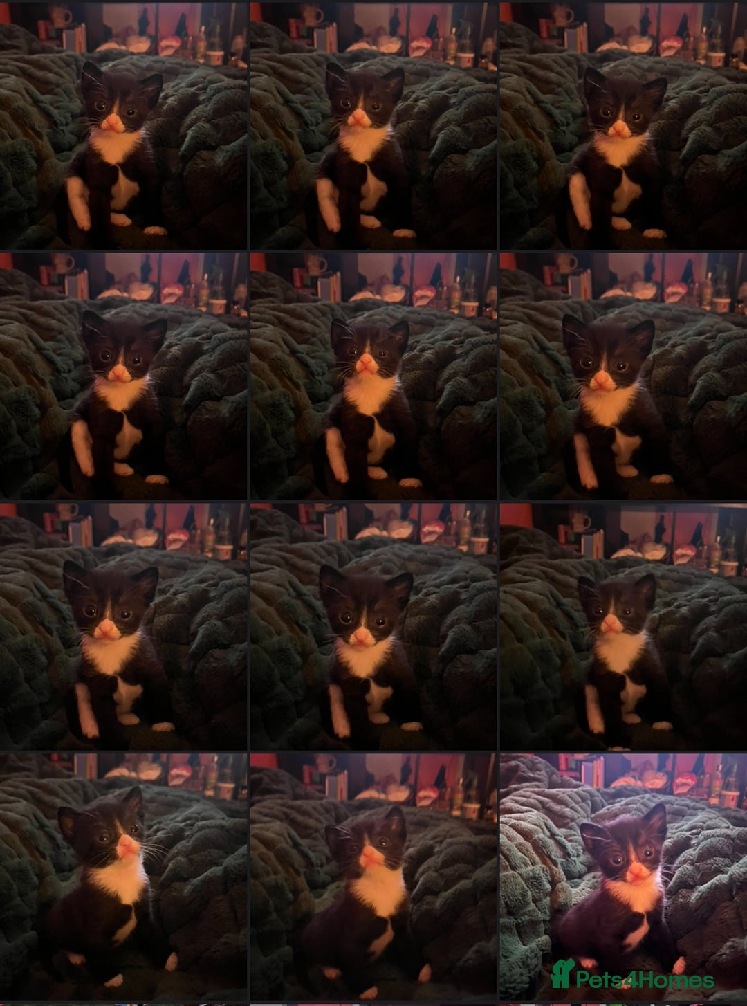 Mixed Breed cats for sale: Kittens for sale  - Advert 11