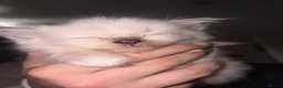 Ragdoll cats for sale: Pedigree ragdoll kittens ready now - Advert 9