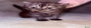 British Shorthair Kitten 1