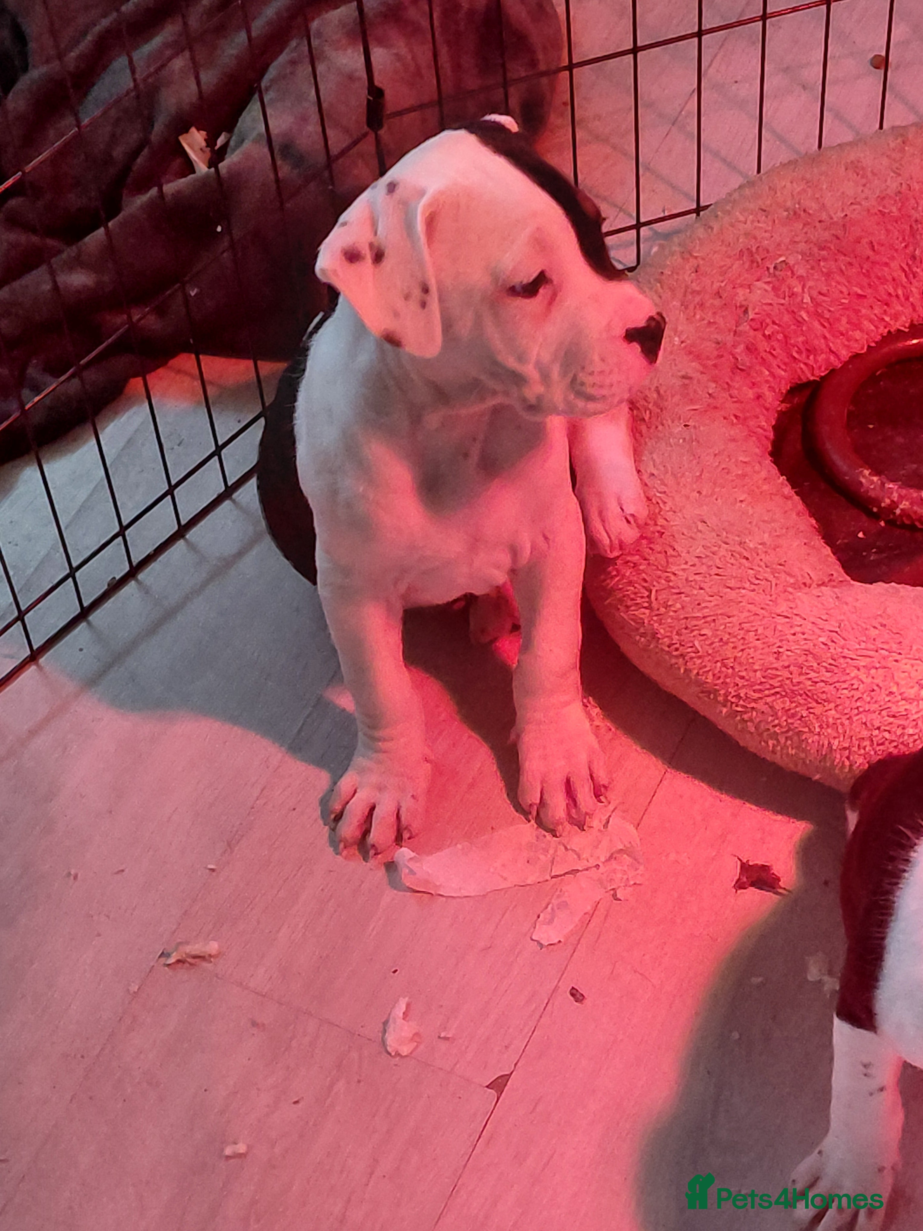 Mixed Breed dogs Boxer ballmastiff x pups - Advert 2