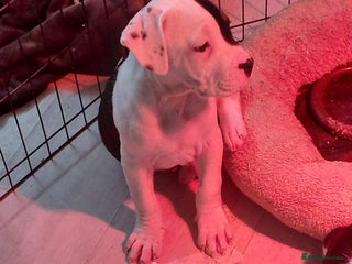 Mixed Breed dogs Boxer ballmastiff x pups - Advert 2