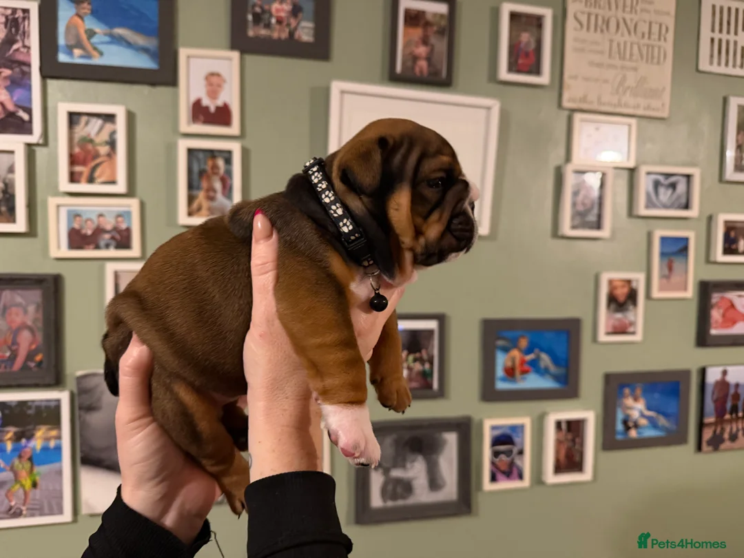 English Bulldog dogs for sale: 🌸💙 top blood line English bulldogs 🌸💙❤️ - Advert 17