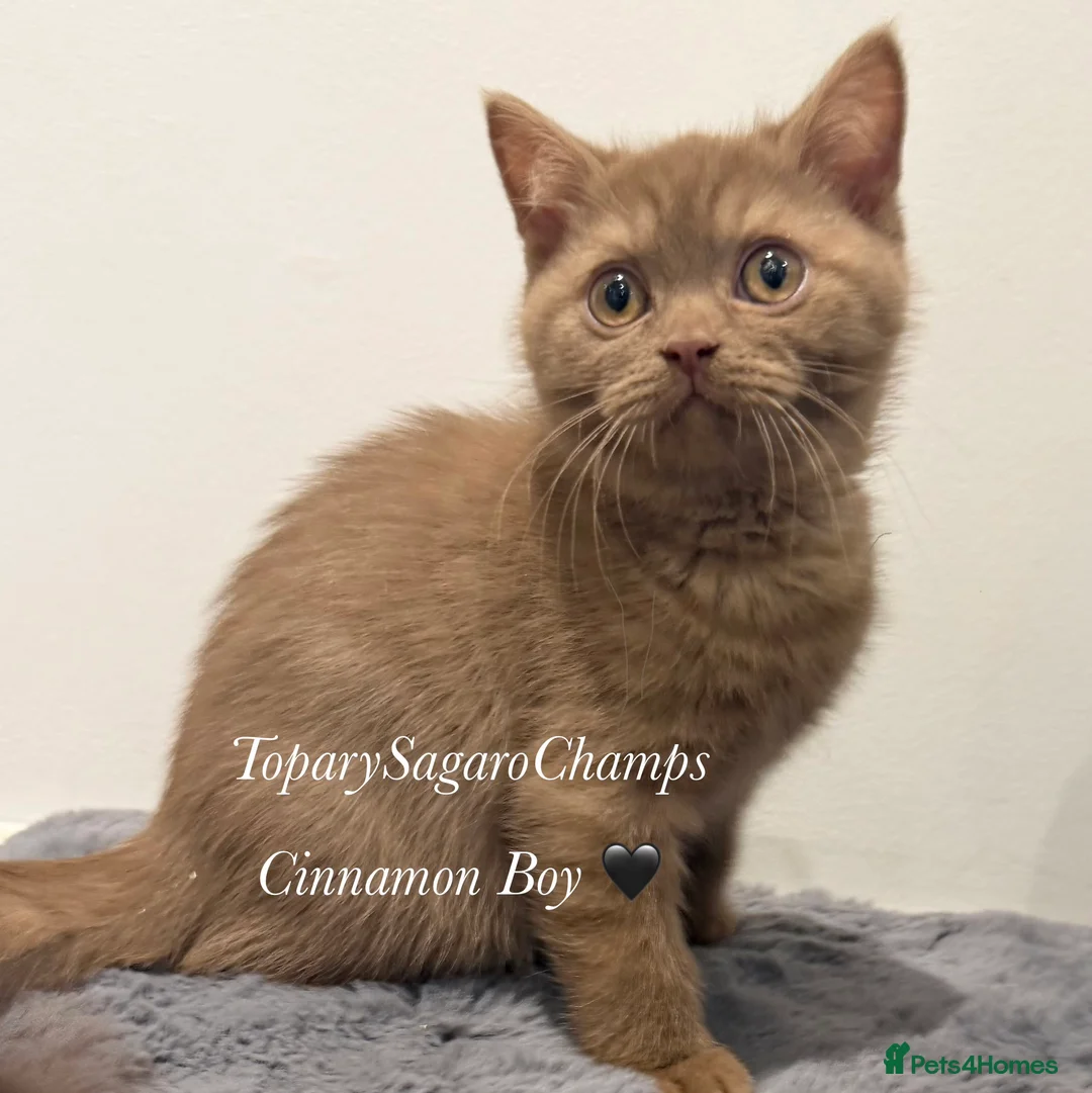 British Shorthair cats for sale: 🐾 Champion British Shorthair Kittens for Sale🐾 - Advert 3