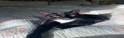 Mixed Breed cats for sale: Abel and Loki (For Adoption) Senior Cats - Advert 9
