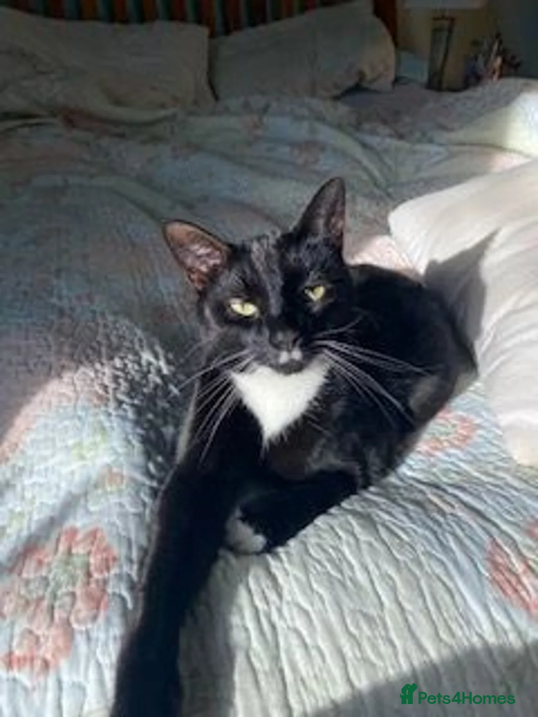 Mixed Breed cats for sale: Abel and Loki (For Adoption) Senior Cats - Advert 9