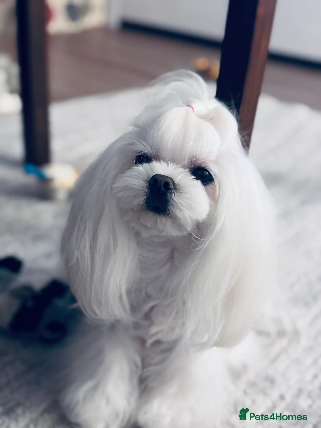 Maltese dogs for sale: Luxury Maltese“Doll Face”Puppies–Korean Bloodlline - Advert 2