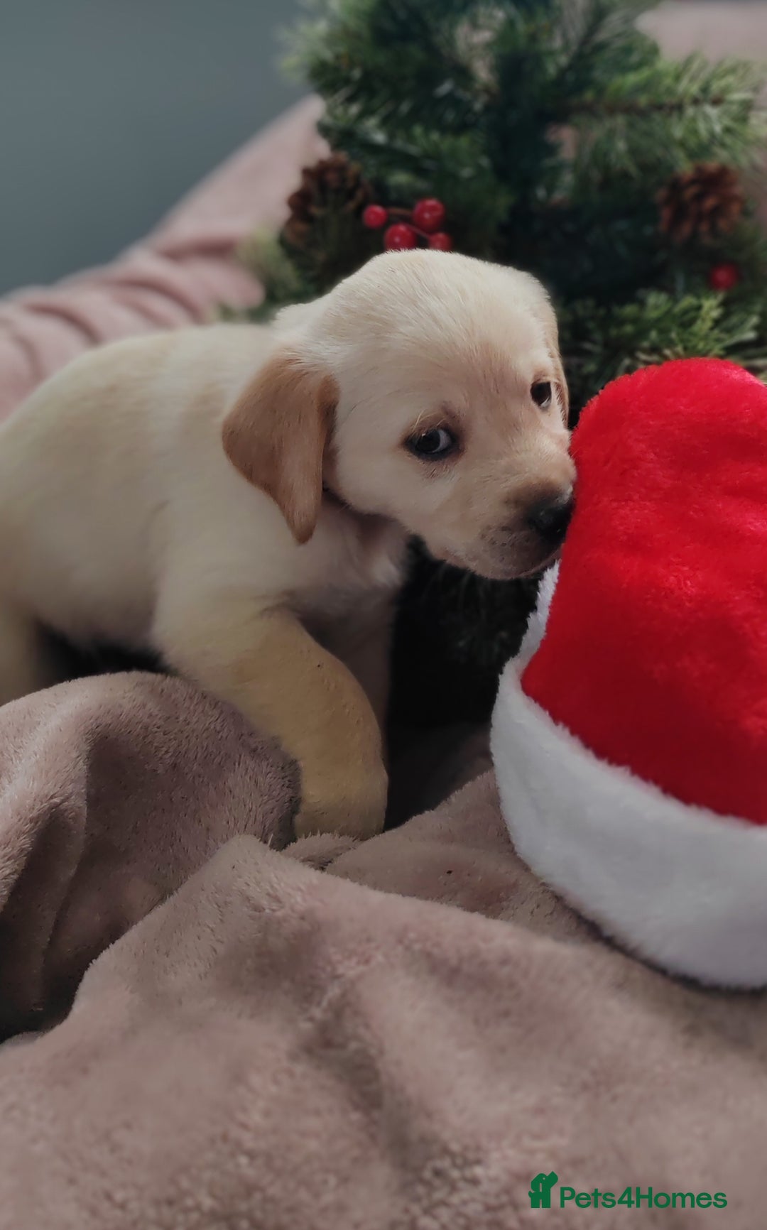 Goldador dogs for sale: Gorgeous Goldador puppies - Advert 7