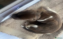 German Shorthaired Pointer dogs for sale: Beautiful KC reg German Shorthaired Pointer Pups - Image 14