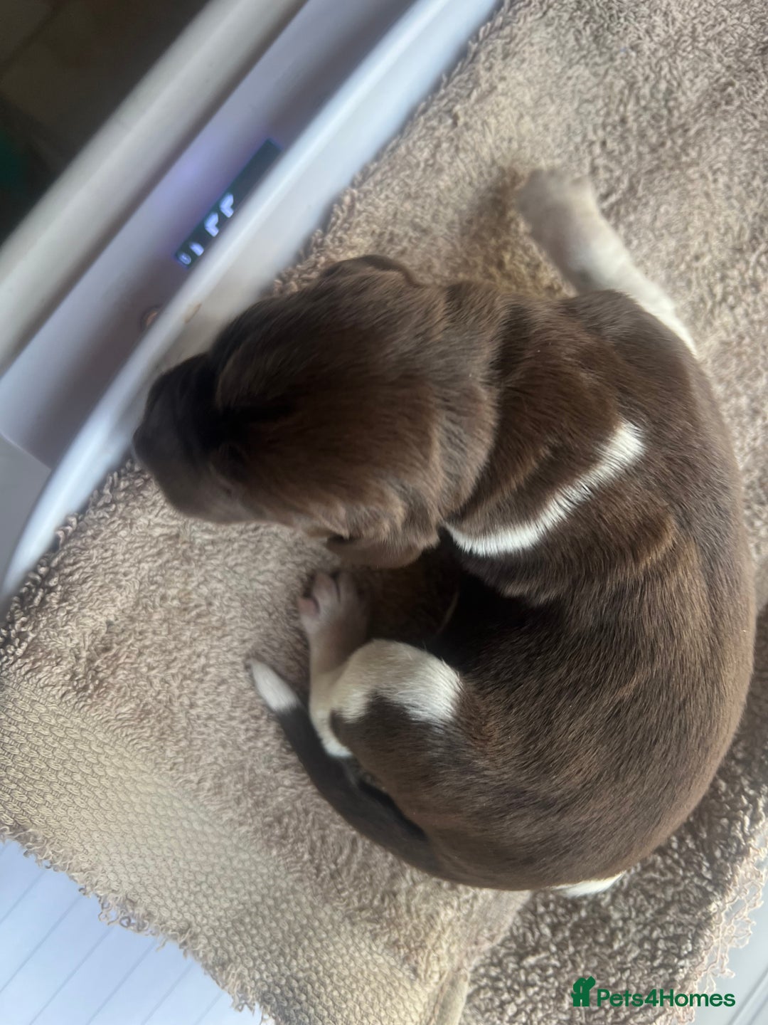 German Shorthaired Pointer dogs for sale: Beautiful KC reg German Shorthaired Pointer Pups - Image 14