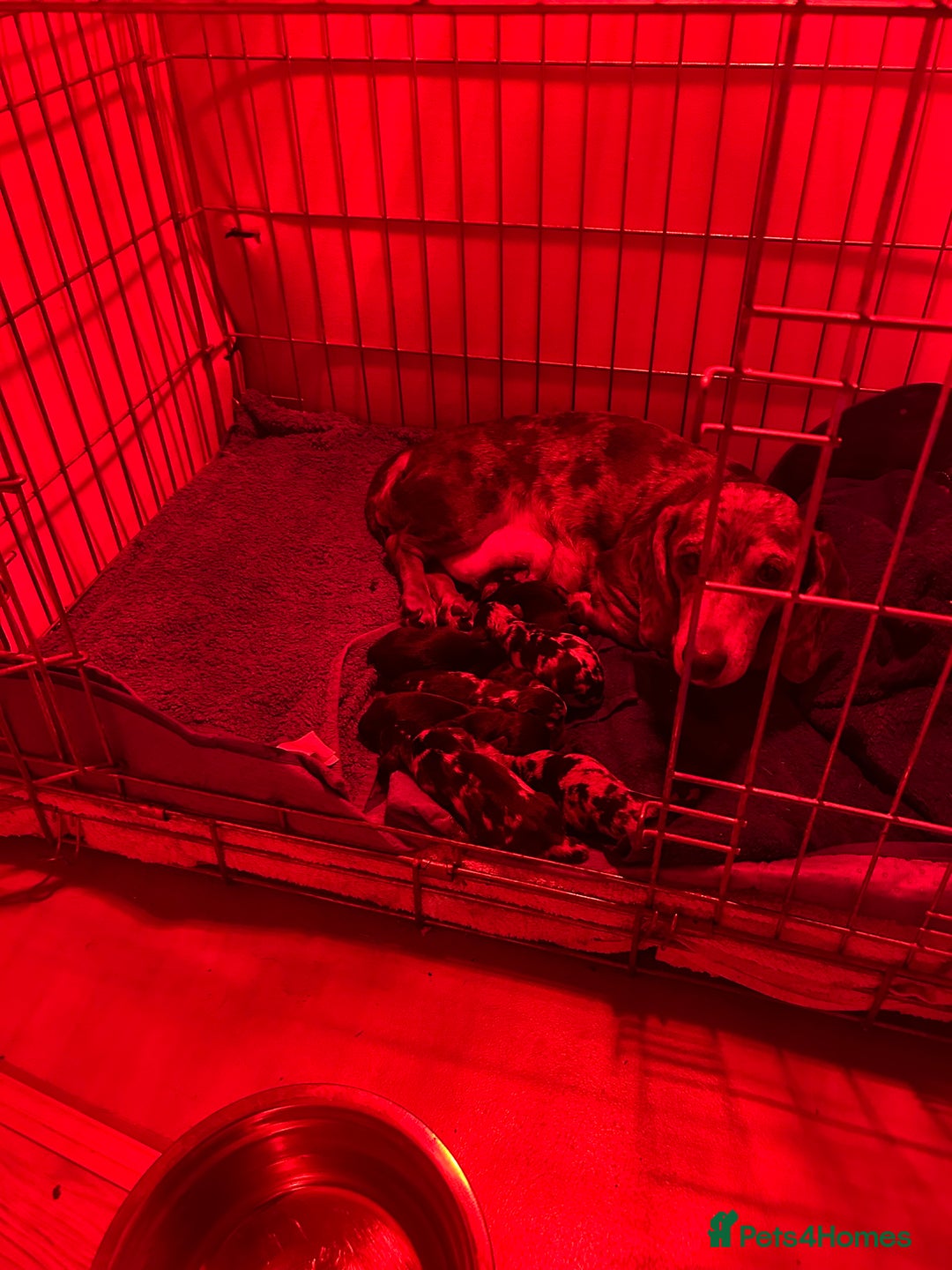 Miniature Dachshund dogs for sale: miniature dash hounds - Advert 11