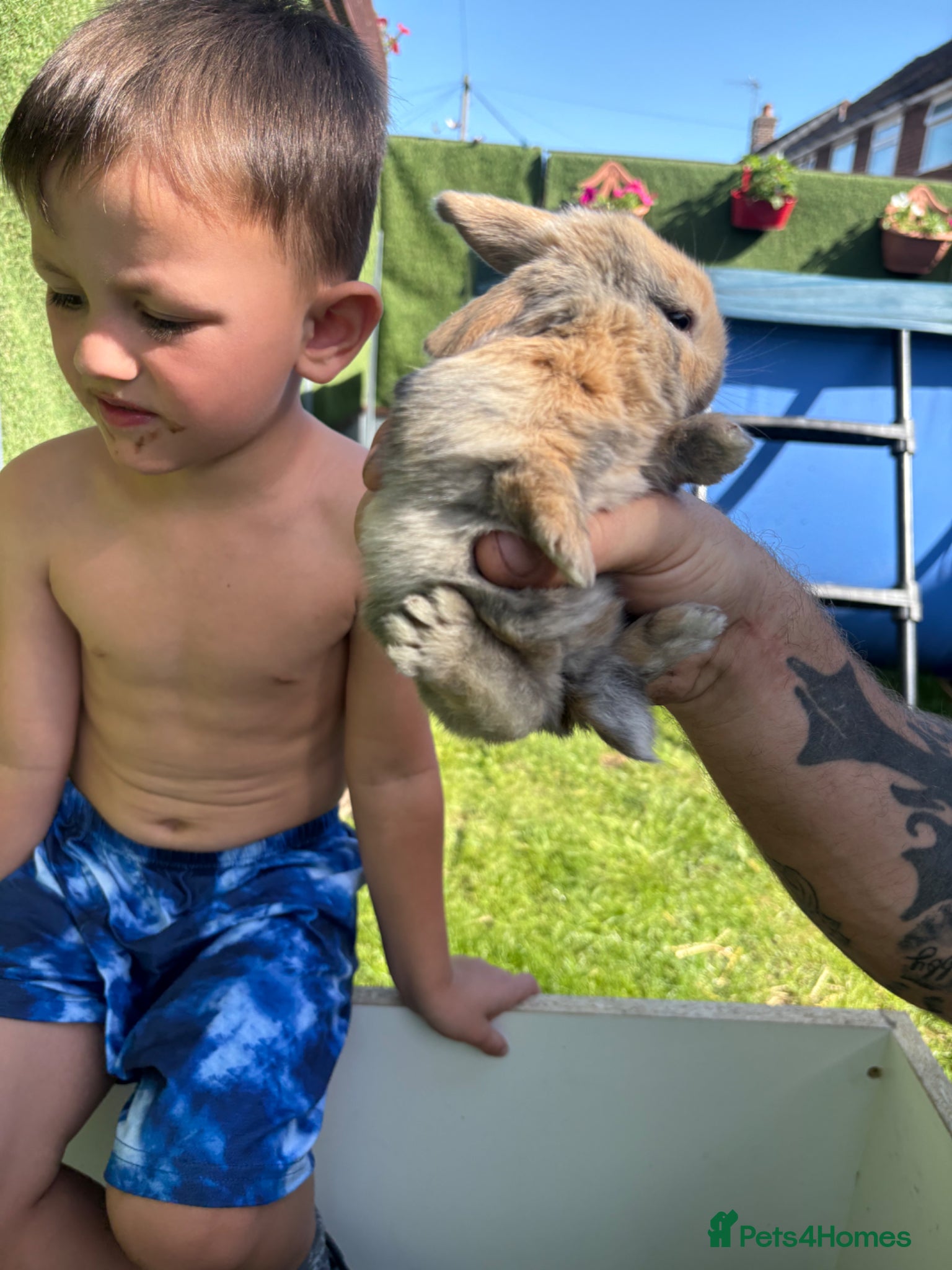 Mini Lop rabbits for sale: Mini lop babies - Advert 5