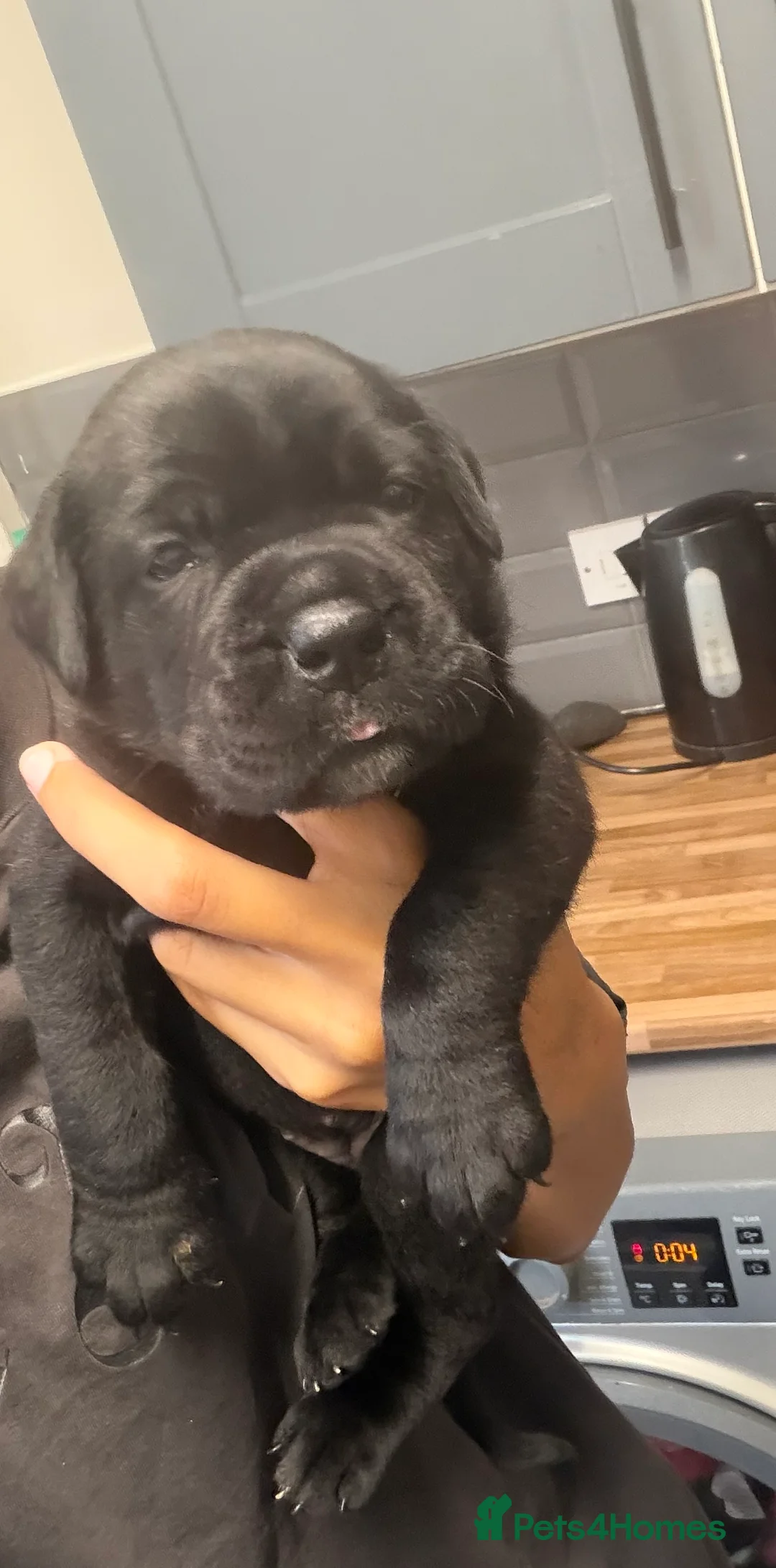 Cane Corso dogs for sale: CANE CORSO PUPPIES. 🐾🐾VIEWINGS NOW WELCOME🐾🐾 - Advert 2