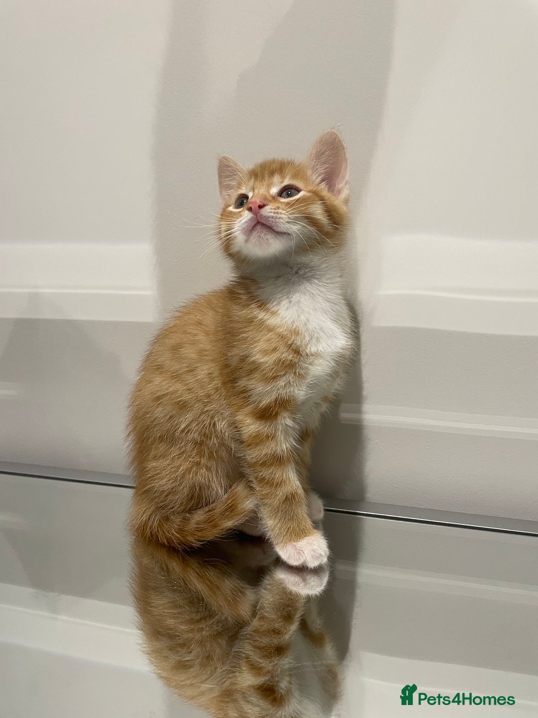 Mixed Breed cats for sale: Beautiful kittens ready to go now  - Advert 16