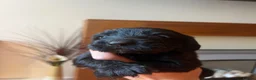 Cocker Spaniel dogs for sale: Cocker spaniel pups - Kc registered  - Advert 14