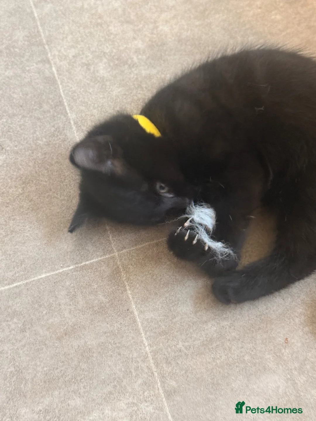 Domestic Shorthair cats for sale: 2 Female kittens for sale in ELY - Advert 15