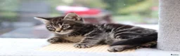 Mixed Breed cats for sale: Tabby Kittens Ready Soon - Advert 5