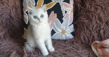 British Shorthair cats - Advert 16