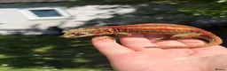 Gecko reptiles for sale: Proven Female red stripe gargoyle - Advert 3