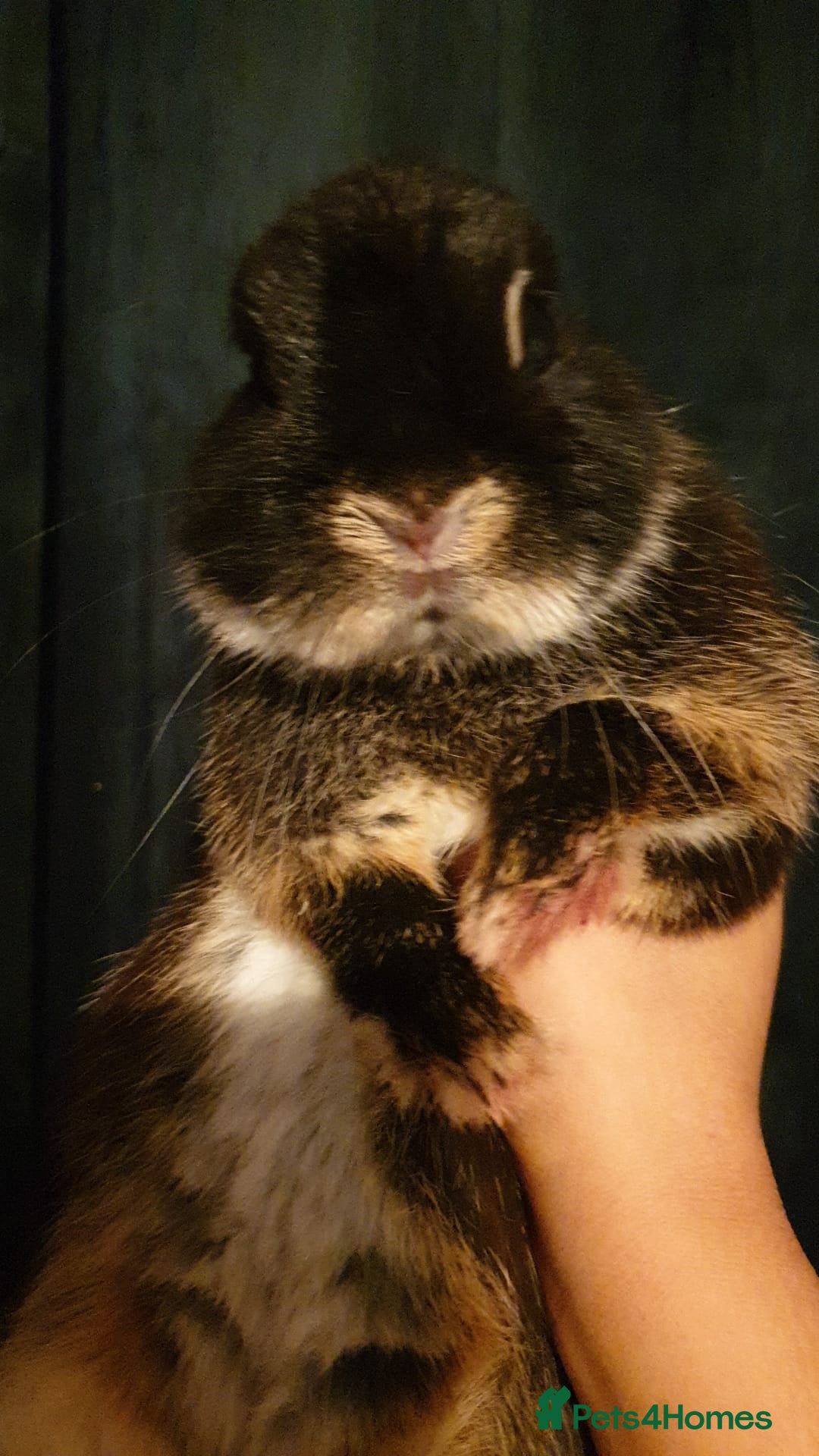 Netherland Dwarf rabbits for sale: Beatiful Rich Otter Rare Colored Netherland Dwarfs - Image 2