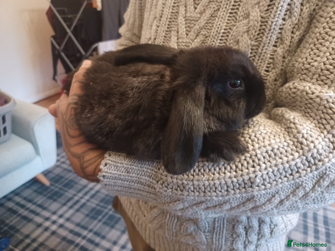 Mini Lion Lop rabbits for sale: Mini lop X mini lion head  - Image 4