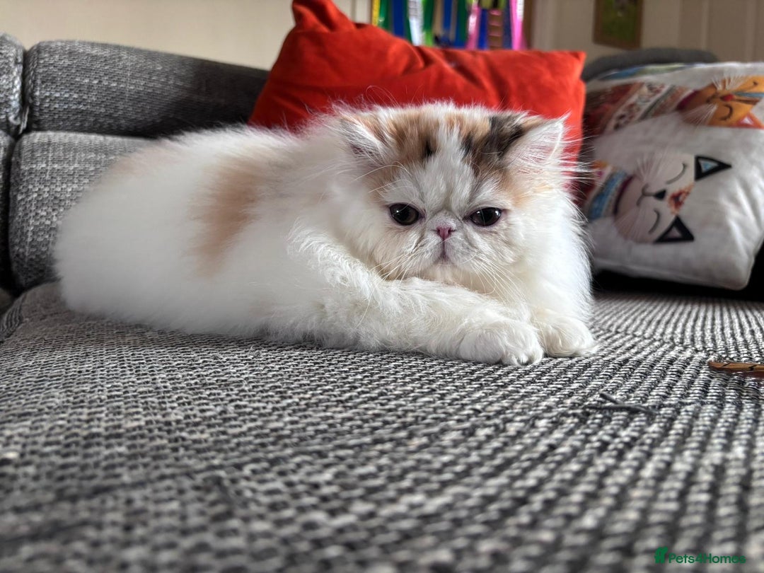 Persian cats for sale: Quality Persian Girls - Available Now - Advert 10