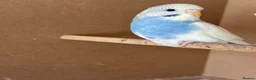 Budgerigars birds for sale: Budgies babies for sale - Advert 3