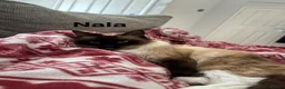 Mixed Breed cats for sale: 2 gorgeous sister, ragdoll mix - Advert 7
